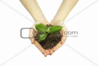 hands holding sapling
