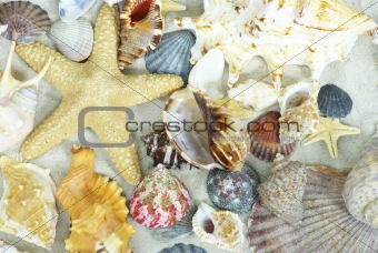  shells