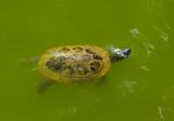 Small turtle in the water