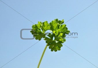 Parsley cut-out