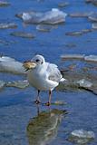 Small sea gull with piece of bread at the beak