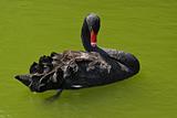 Black swan at muddy green water