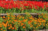 Colorful flowers on outdoor flower bed