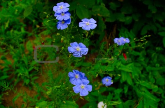 Beautiful spring flowers. forget-me-rays