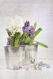 Purple hyacinth with an aged vintage look