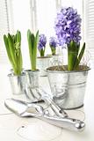 Purple hyacinths on table with sun-filled windows 
