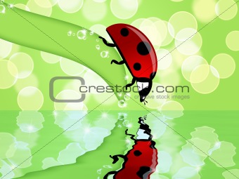 Ladybug on Leaf Looking at Water Reflection