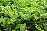 Background of the young green tea leaves