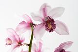 White and pink orchids