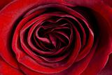 Beautiful close up red rose