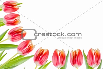Tulips border