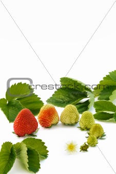 Strawberry growth isolated on white