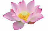 Majestic Lotus flower
