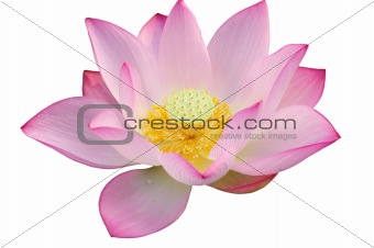 Majestic Lotus flower
