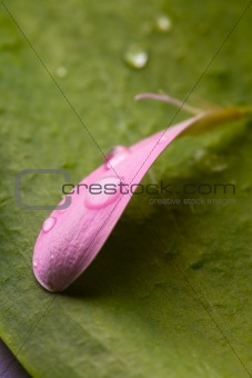 Pink daisy petal