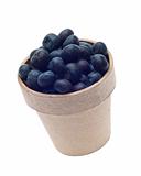 Blueberry Harvest