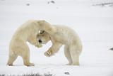 Fight of polar bears.