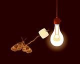 Moth with marshmallow and bulb