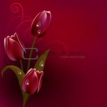 Red dark background with tulips