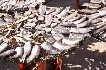 Gourami fish for sale