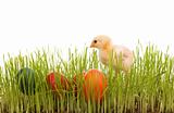 Little easter chick with colorful eggs in the grass