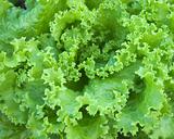 Details of green lettuce