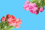 Many colorful tulips over blue background