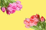 Many colorful tulips over yellow background