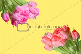 Many colorful tulips over yellow background