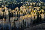 Golden forest in autumn