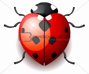 Heart shaped ladybird