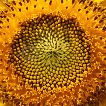 Sunny sunflowers