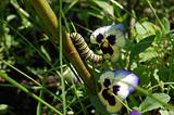 monarch caterpillar and pansy flowers