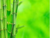  bamboo 