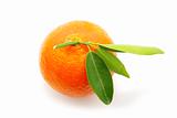  tangerine 