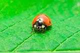  ladybug on green 