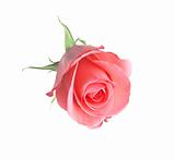 beautiful pink rose isolated on white background