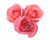 beautiful pink roses isolated on white background