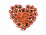 red aster heart isolated on white