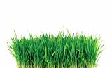 Green Grass Isolated on White