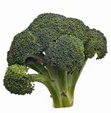 Broccoli Isolated