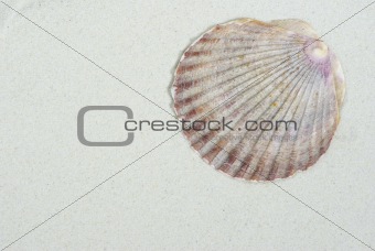  shells 