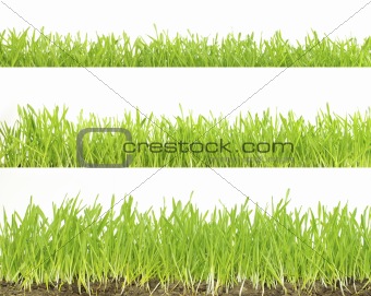  lawn isolated on white 