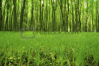  forest  background 