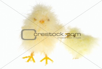 chicklings