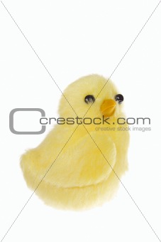 yellow chickling