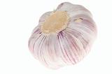 one Garlic
