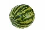 one Watermelon