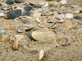 It is a lot of cockleshells ashore