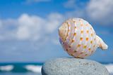 Seashell by The Shore